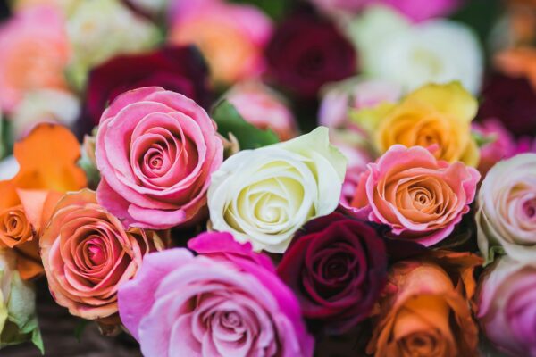 Rose Water Mist Spray Elixir - Image 6