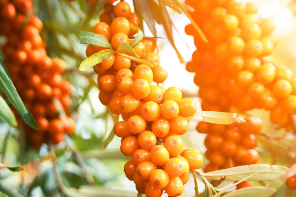 Unveiling the Wonders of Botanical Oils Part 2: Sea Buckthorn Oil