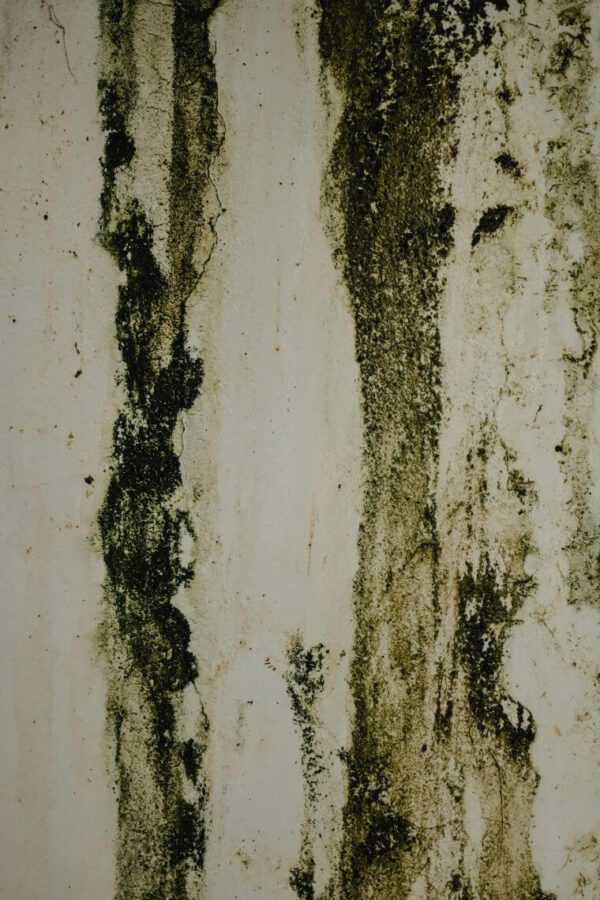 Goodbye Mold and Mildew Spray Elixir - Image 3