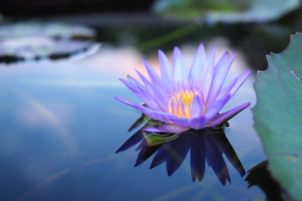 Exploring the Benefits of Blue Egyptian Lotus Oil: A new Perspective on an Ancient Wonder